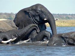 20210511001802 Elephant in the river at Chobe National Park