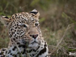 20211021183807 Chobe National Park leopard