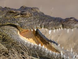 Chobe National Park Crocodile