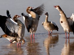 Chobe National Park Egyptian Geese