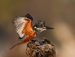 Chobe National Park Kingfisher