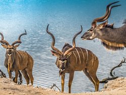 Chobe National Park Kudu