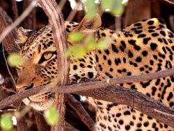 Chobe National Park Leopard