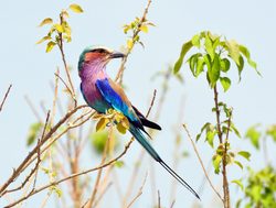 Chobe National Park Lilac Breasted roller