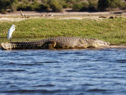 Chobe National Park crocodile on bank