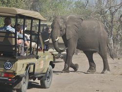 Chobe National Park elephant and vehicles