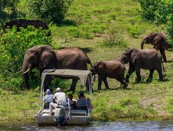 Chobe National Park elephant viewing from boat