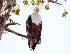 Chobe National Park fish eagle