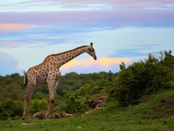 Chobe National Park giraffe
