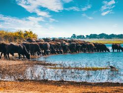 Chobe National Park herd of buffalo