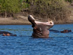 Chobe National Park hippo