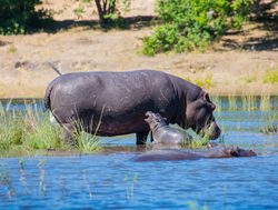 Chobe National Park mother hippo with baby