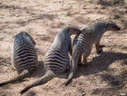 Chobe National Park three mongoose