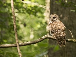 Barred owl in Congaree National Park 