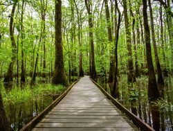 Congaree National Park boarded trail
