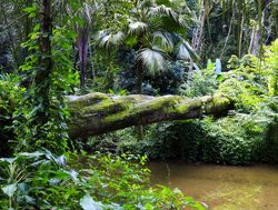 Congaree National Park rainforest