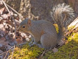 Grey squirrel in Congaree National Park grey