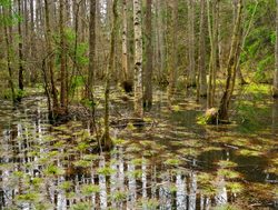 Swamp in Congaree National Park