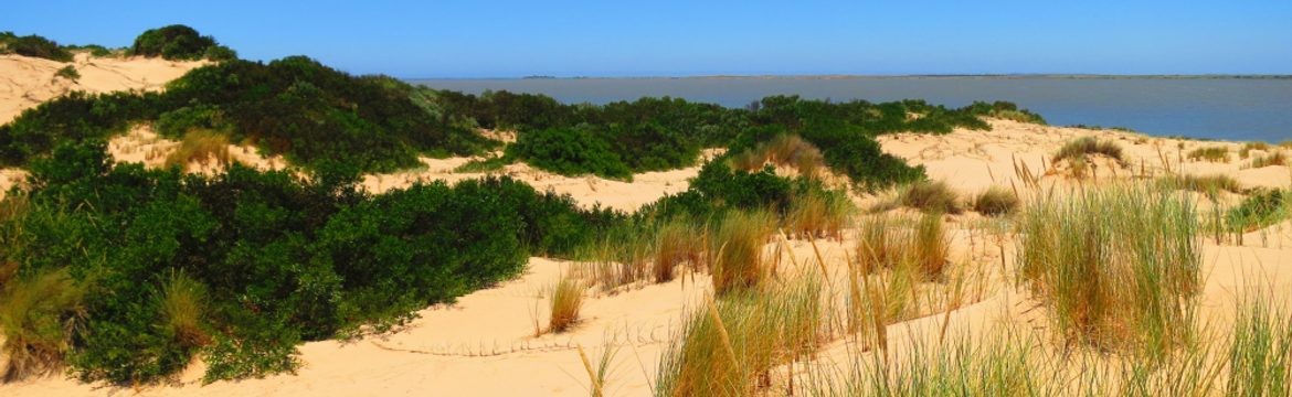 Featured image for Coorong National Park
