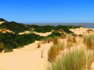 20210208140418-Coorong National Park sand dunes with flora and blue sky.jpg