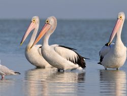 Coorong National Park Australian pelicans