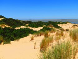 Coorong National Park sand dunes with flora and blue sky