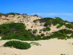 Coorong National Park vegetation on sand dunes