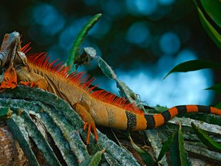 20210208040005-Corcovado National Park colorful iguana.jpg