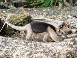 Corcovado National Park anteater