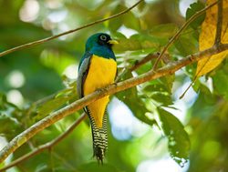 Corcovado National Park bird