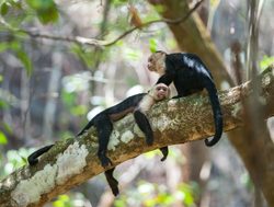 Corcovado National Park capuchin monkeys