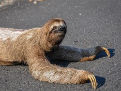 Corcovado National Park three toed sloth