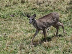 Cotopaxi National Park deer