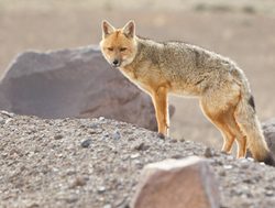 Cotopaxi National Park fox