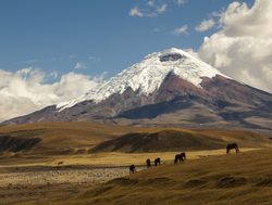 Cotopaxi National Park mountain with horses