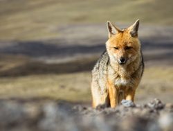 Cotopaxi National Park wild fox