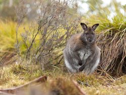 Cradle Mountain Lake St. Clair wallaby