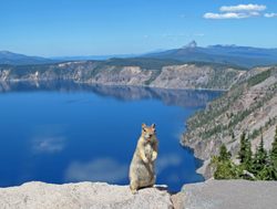 Chipmunk looking out at Crater Lake National Park