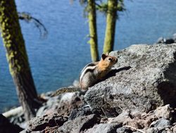 Crater Lake National Park chipmunk