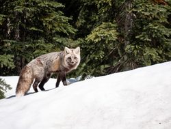 Sierra Red fox in the snow at Crater Lake