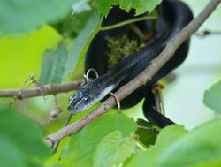 Black racer snake in Cuyahoga Valley