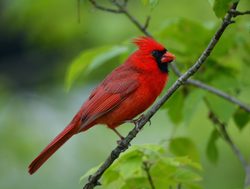 Cardinal in Cuyahoga Valley National Park