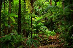 Parque Nacional Daintree Rainforest follaje denso