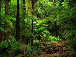 Daintree Rainforest National Park dense foliage