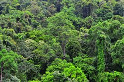 Parque Nacional Daintree Rainforest selva