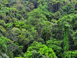Daintree Rainforest National Park jungle