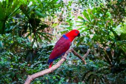 Parque Nacional Daintree Rainforest loro rojo azul