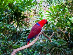 Daintree Rainforest National Park red blue parrot