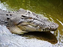 Daintree Rainforest National Park slatwater crocodile