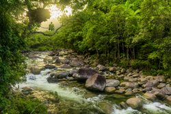 Corriente del Parque Nacional Daintree Rainforest a través de la selva tropical